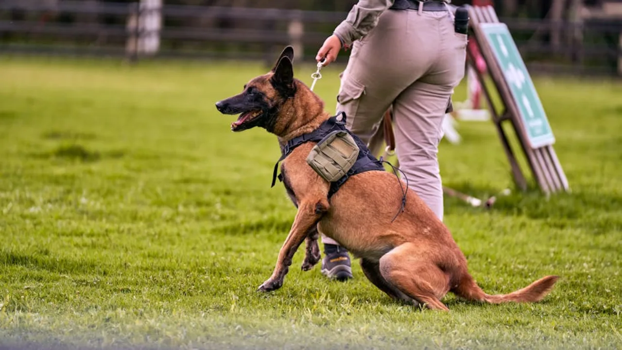 Maître-chien licencié avec chien de détection d'explosifs au point de contrôle d'un événement canadien